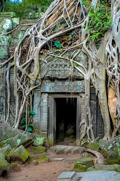 kapokboom op ruine in Angkor Wat van Jan Fritz