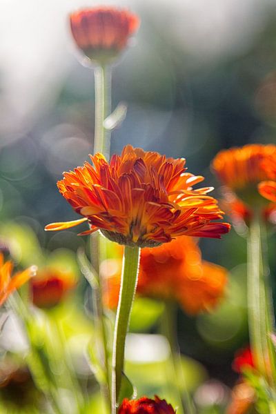 Goudsbloem van Helena Beumer