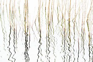 Résumé Plantes aquatiques