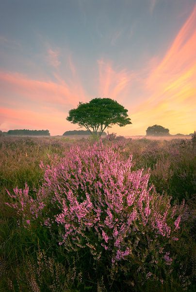 Westerheide Hilversum by Richard Nell