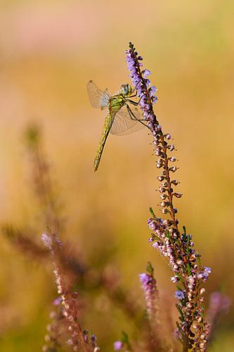 zwervende heidelibel