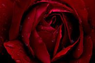 Rose rouge par Paul Arentsen Aperçu