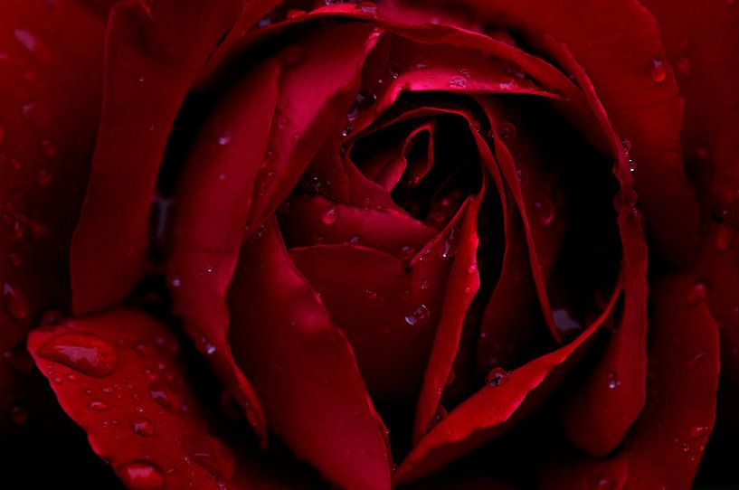 Rote Rose von Paul Arentsen