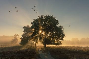 Gänse im Morgenlicht von Judith Linders