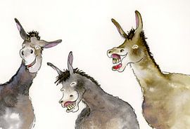 Donkeys