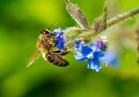 A bee