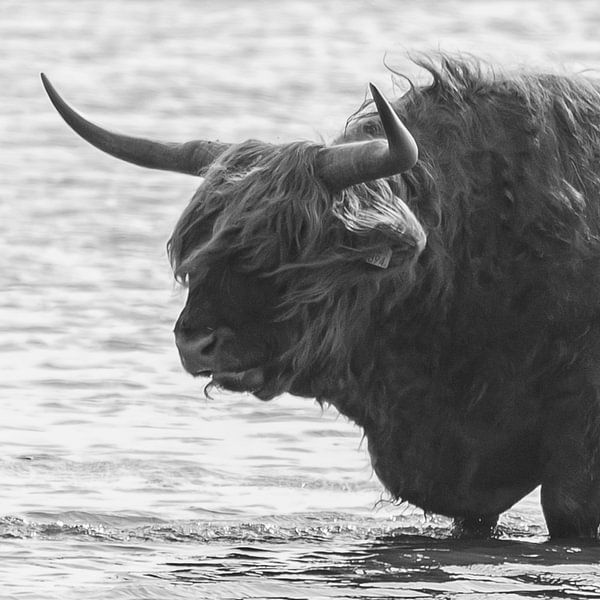 Scottish Highlander by By Foto Joukje