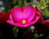 Des grooves roses et aériens