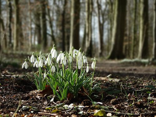 Sneeuwklokjes