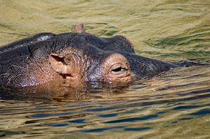 Nijlpaard in het water van Jeroen van Deel