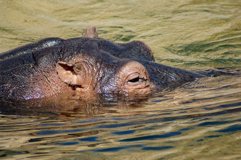 Nijlpaard in het water par Jeroen van Deel