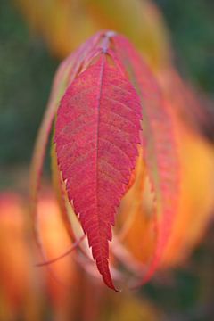 Feuilles de départ sur Karin Hendriks Fotografie