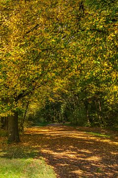 Bospad in herfsttooi met olieverfeffect van Flatfield