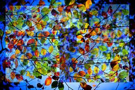 Herbst von Henk Leijen