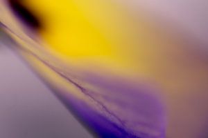 Just a flower