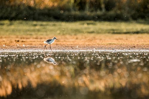 Vogel in Gouden Ochtend Stilte aan de Waterlijn