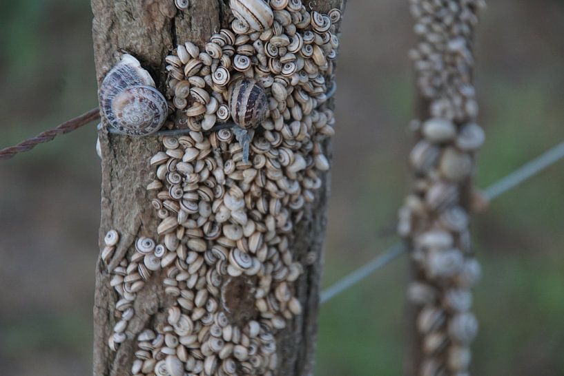 an den Pfosten genagelte Schnecken in der Landschaft von wil spijker