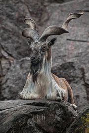 markhor goat sits on the background of a rock, long twisted horns, animals of pakistan by Michael Semenov