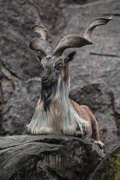 markhor geit zit op de achtergrond van een rots, lange gedraaide horens, dieren van pakistan van Michael Semenov