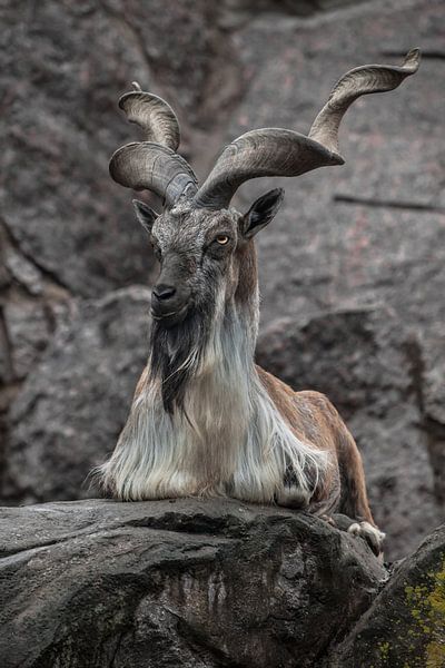markhor goat sits on the background of a rock, long twisted horns, animals of pakistan by Michael Semenov