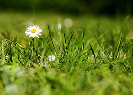 Une marguerite dans la prairie sur Frank Herrmann
