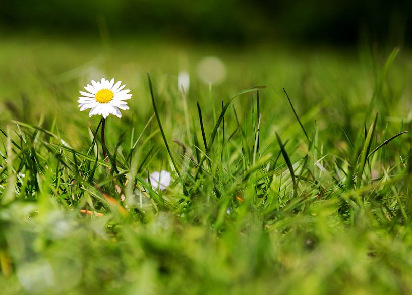 A daisy in the meadow by Frank Herrmann