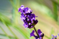 Lavendel
