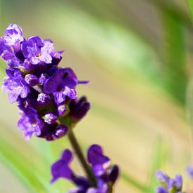 Lavender by Reinhardt Dallgass