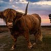 Highlander écossais sur Nynke Altenburg
