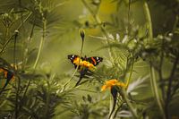 Atalanta vlinder in tagetes bloemenveld