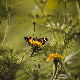 Papillon Atalanta dans un champ de fleurs de tagetes sur KB Design & Photography (Karen Brouwer)