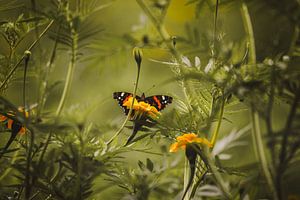 Papillon Atalanta dans un champ de fleurs de tagetes