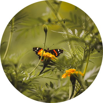 Atalanta vlinder in tagetes bloemenveld van KB Design & Photography (Karen Brouwer)
