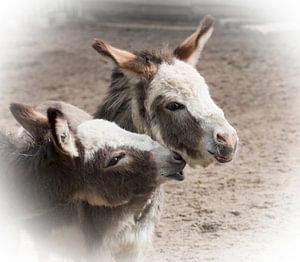 The donkeys sur Angelique van Heertum