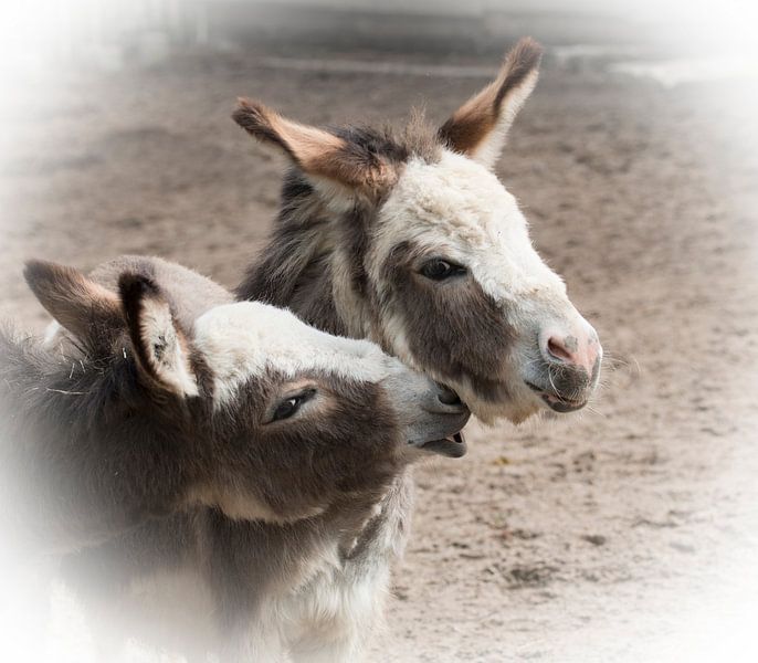 The donkeys by Angelique van Heertum