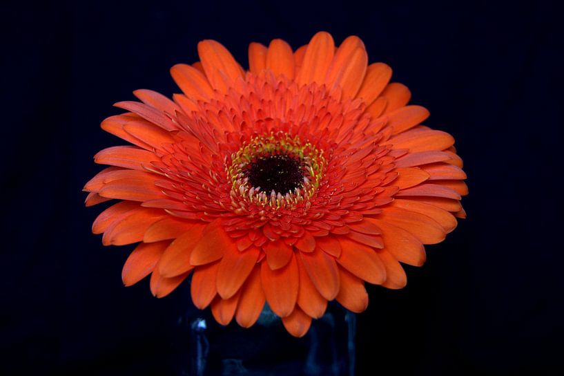 Ringelblume von Jose Lok