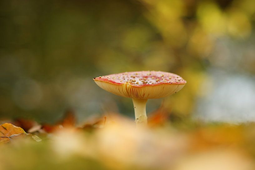 Fairytale van Carla Mesken-Dijkhoff