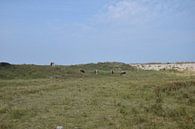 koeien in de duinen van Jeroen Franssen thumbnail