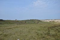 koeien in de duinen