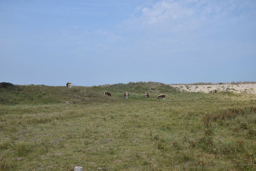 koeien in de duinen van Jeroen Franssen