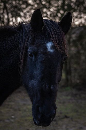 Het paard van de buren van North Scape