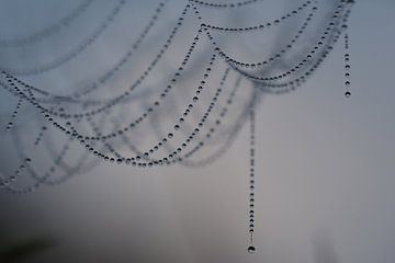 Dewy spider web sur Astrid Brouwers
