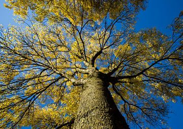 Herfstboom van Martin Smit