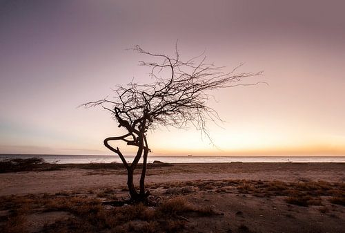 Sungazer by Claire Droppert