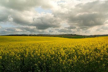 Eine endlose gelbe Blütendecke