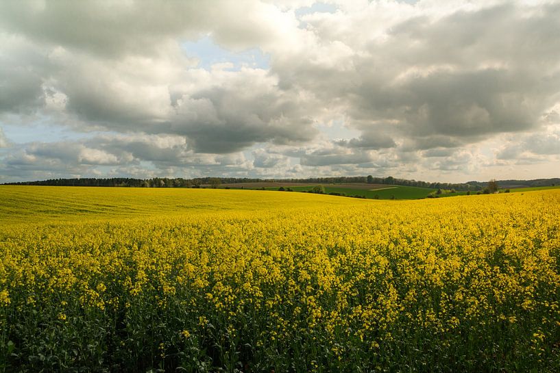 An endless yellow blanket of flowers by Maaike Lueb