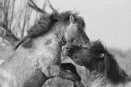 Dance of Freedom, Konik Horses in Motion