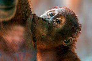 zuigende orang-oetan welp