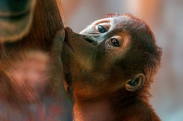 zuigende orang-oetan welp van Mario Plechaty Photography