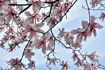 Magnolia bloesem van Rika Roozendaal